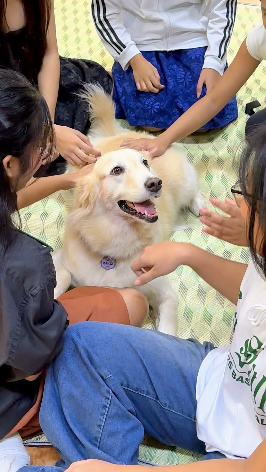 Project PAATTS: The Healing Power of the Human-Animal Bond