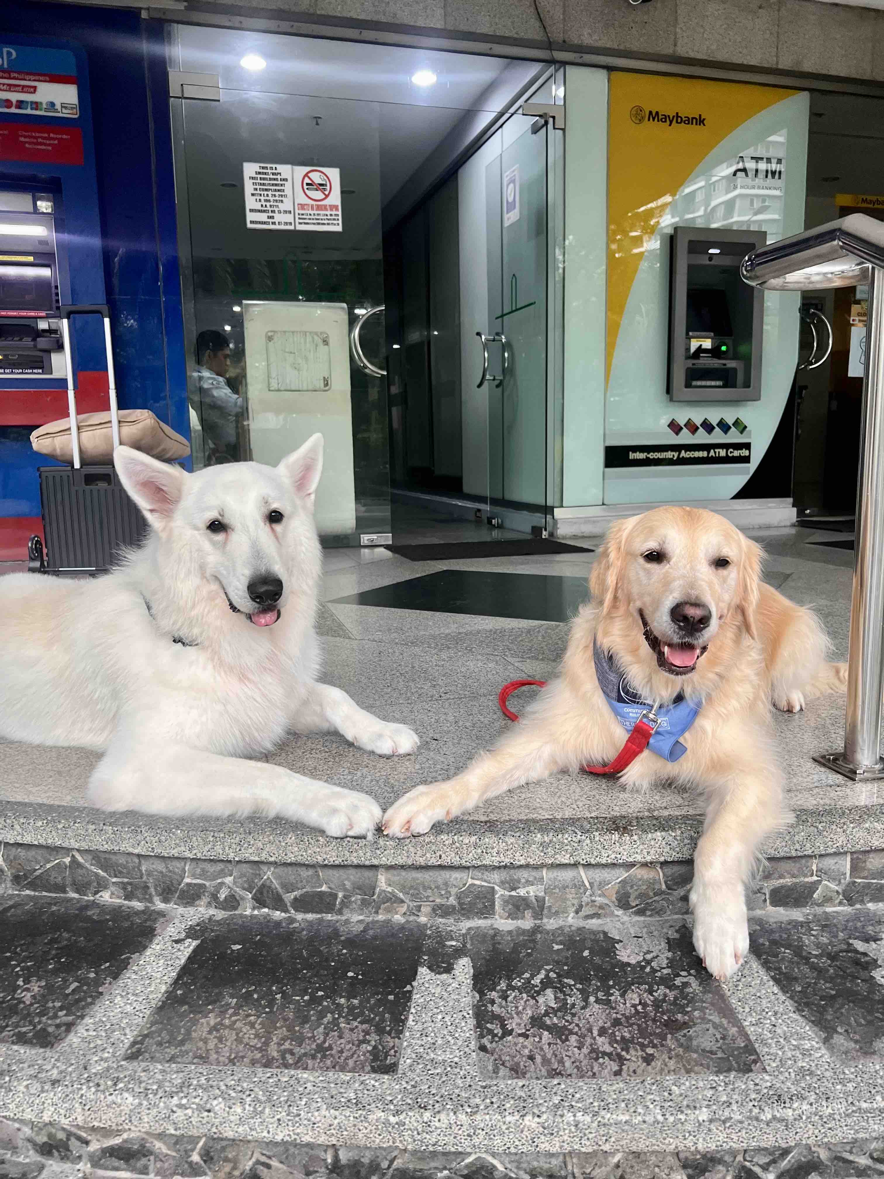 Aftercare for Survivors: Developing Trauma-Informed Animal-Assisted Services for Survivor Leaders