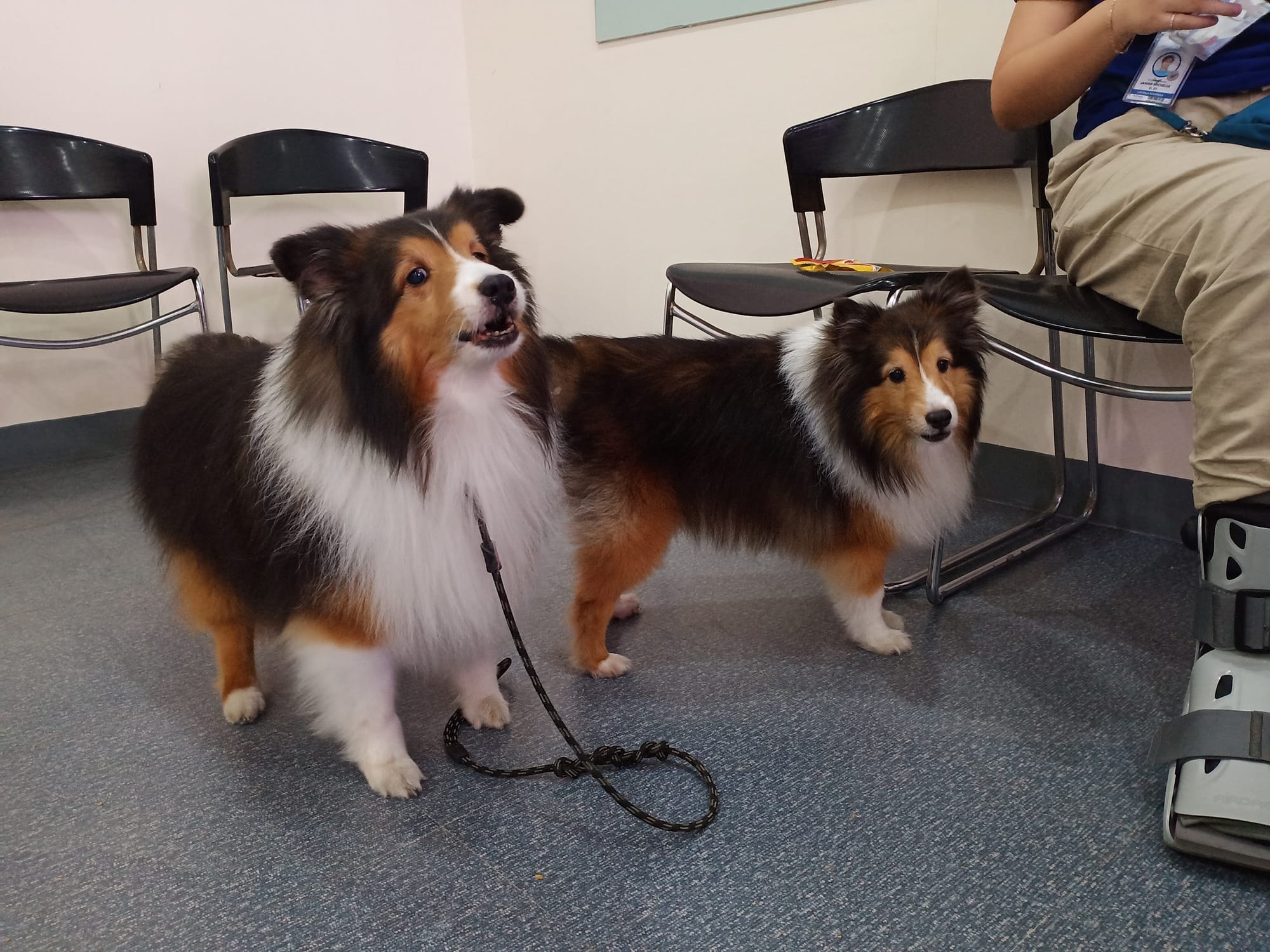 Rajah and Pasha