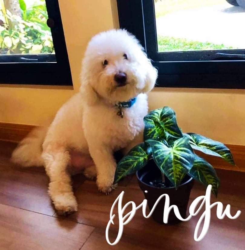 Pingu